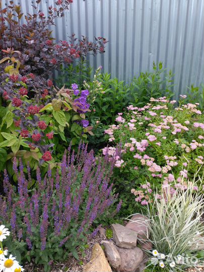 Растения садовые многолетние