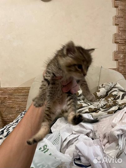 Котята