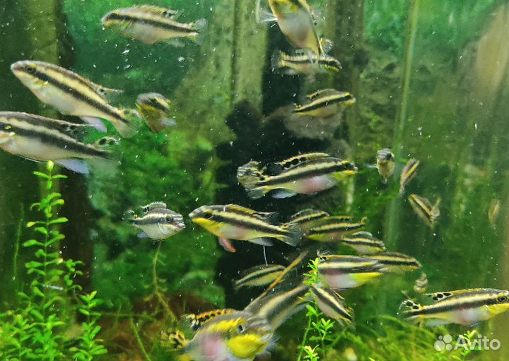 Аквариумное растение