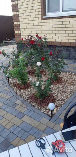 Кора лиственницы все фракции