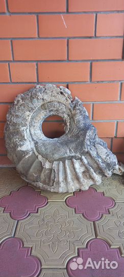 Аммонит большой