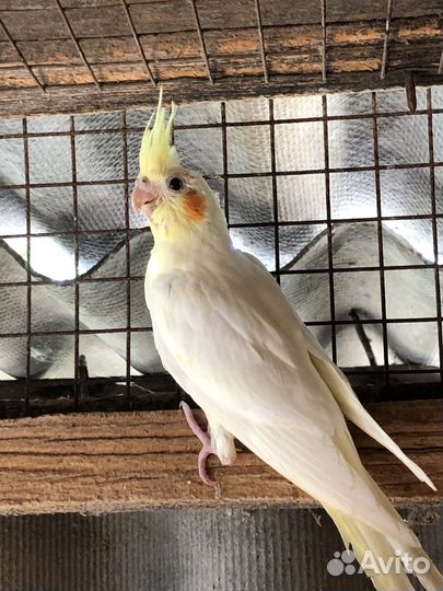 Попугай корелла