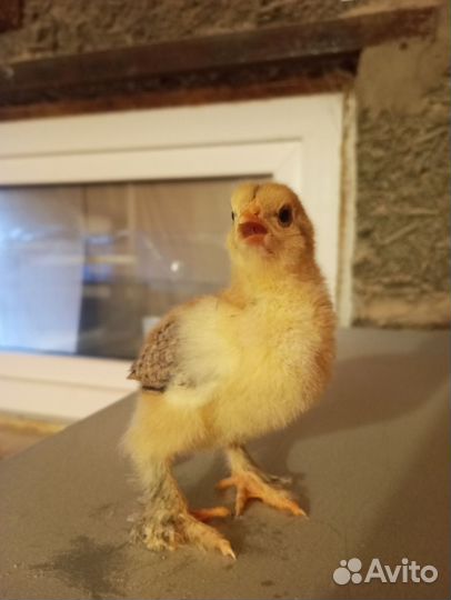 Цыплята породы Брама