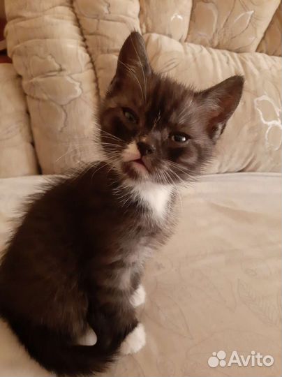 Котик по имени Каспер