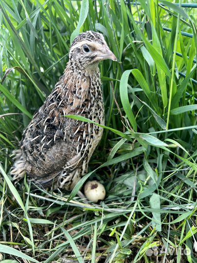 Яйца, перепела, цыплята, выведу цыплят на заказ