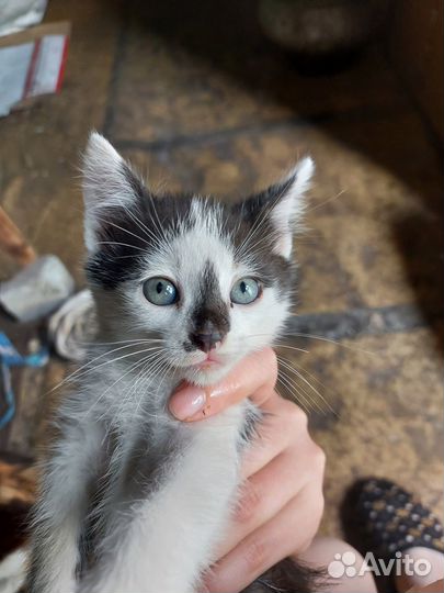 Котята отдам бесплатно