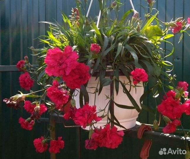 Многолетние цветы