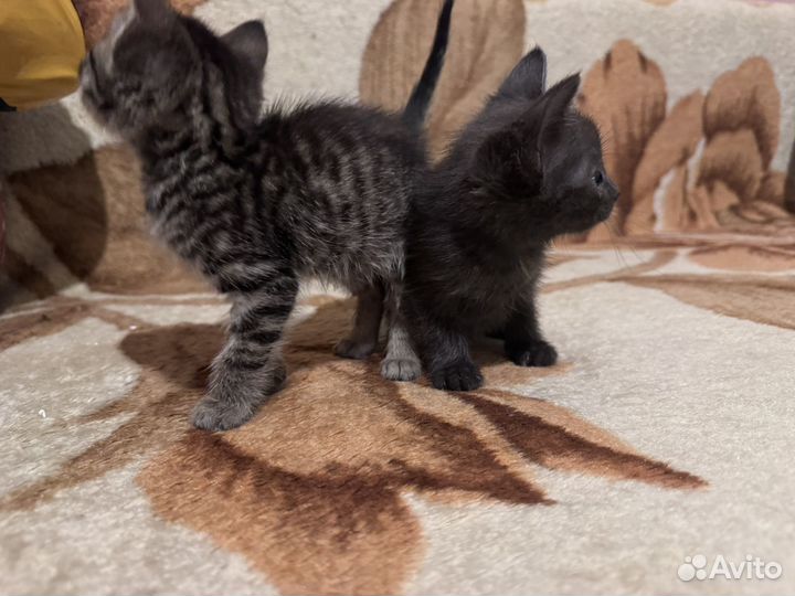 Отдам бесплатно в добрые руки