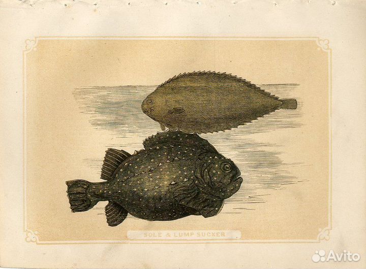 10 антикварных гравюр Рыбы 1851