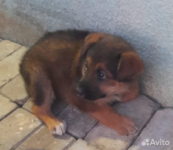 Спасите Прошу