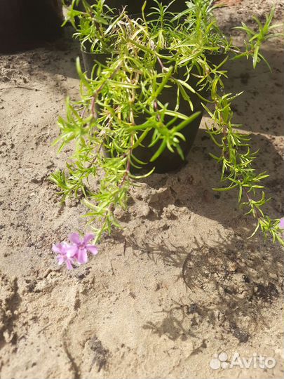 Цветы Многолетние, Садовые и Хвойные (Листвиница)