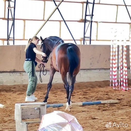 Массаж лошади