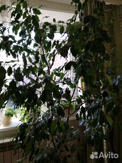 Фикус бенджамина