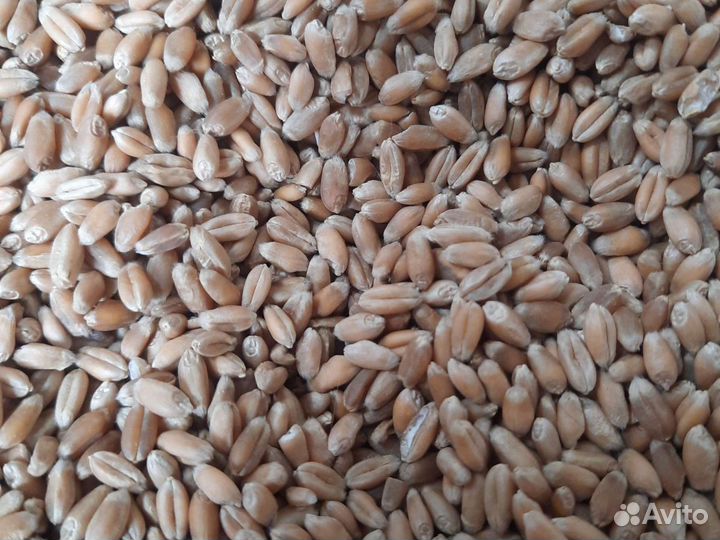 Зерно пшеница