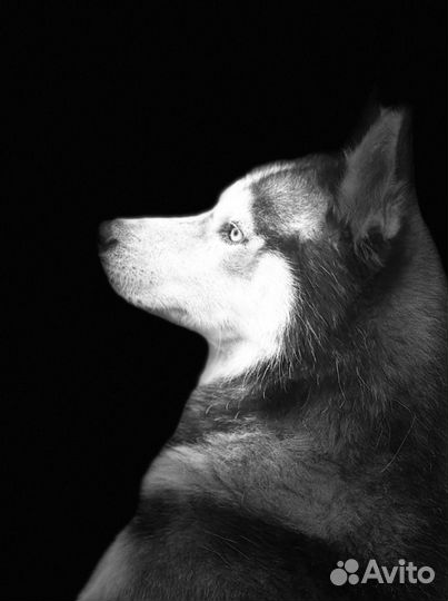 Вязка(кобель)