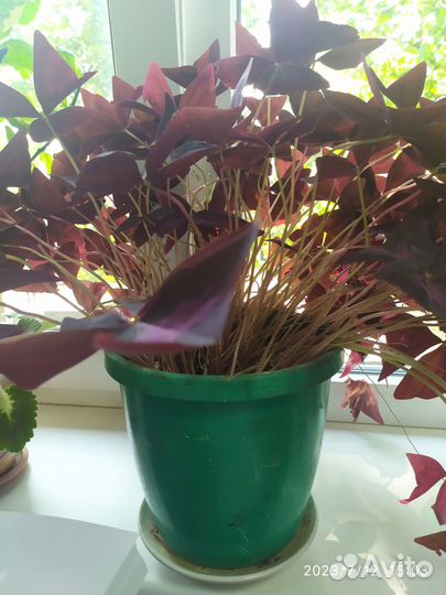 Продам цветы комнатные