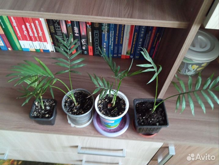 Пальма хамедорея