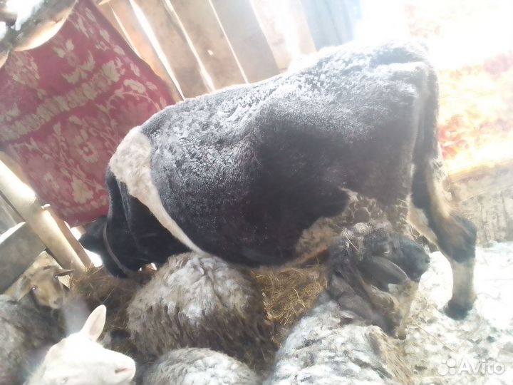 Карову на мясо