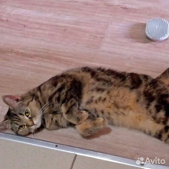 Кот в добрые руки
