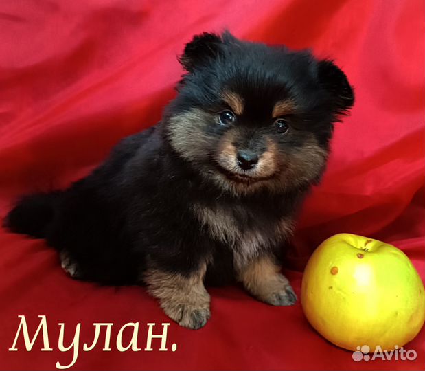 Девчуля-шпицуля