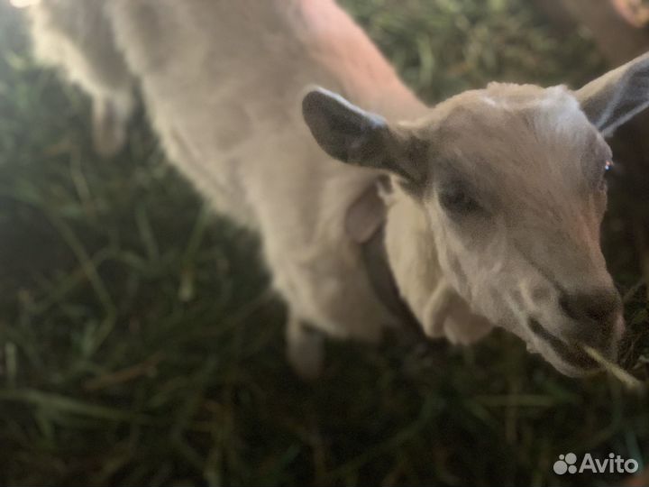 Зааненская коза