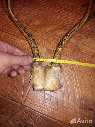 Рога косули