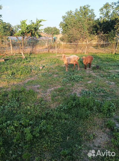 Овцы бараны