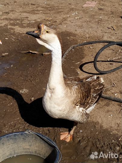 Копченые утки, гуси