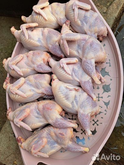 Перепелиное мясо и яйца