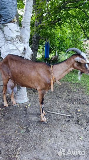 Нубийские козы и козлята