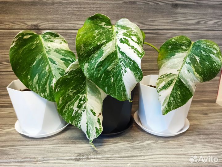 Монстера вариегатная Альба