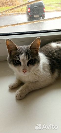 Кошечка 3мес в семью