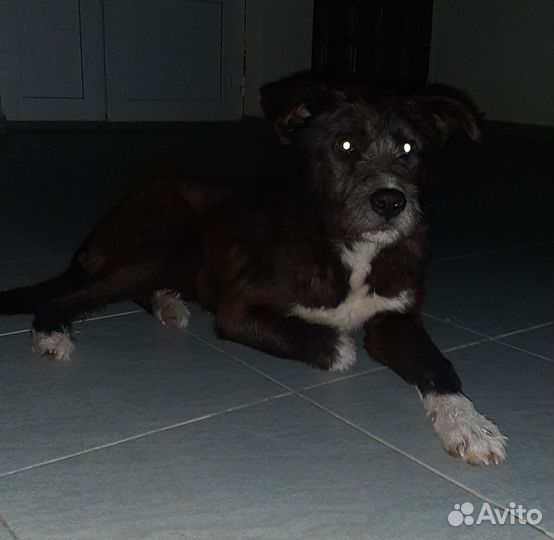 Отдам пса в добрые руки