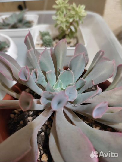 Crassula ovata Money jade Magic