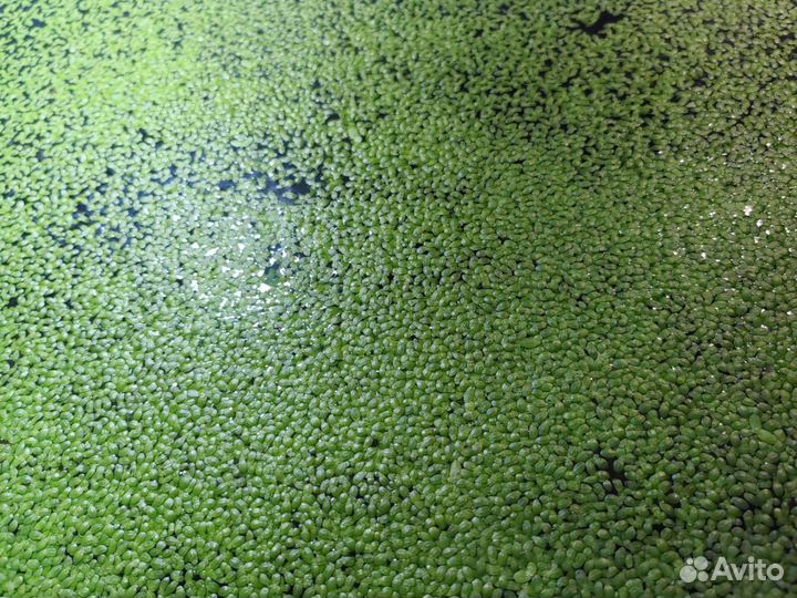 Ряска для аквариума