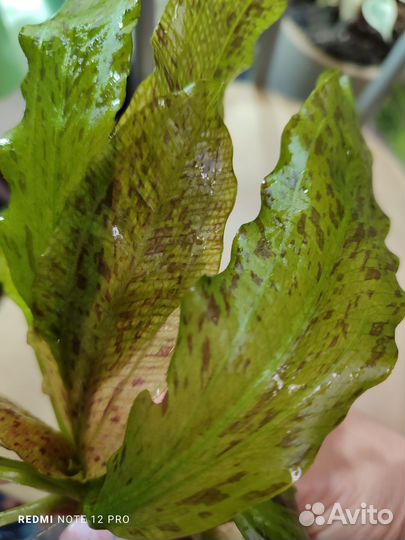 Эхинодорус оцелот