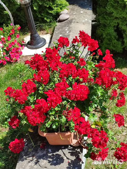 Пеларгония герань