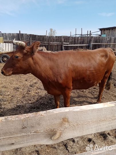 Продам коров