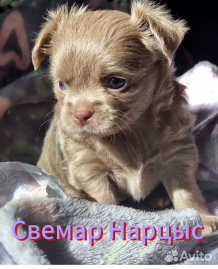 Щенки чихуахуа мини