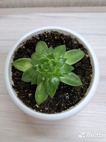 Суккулент
