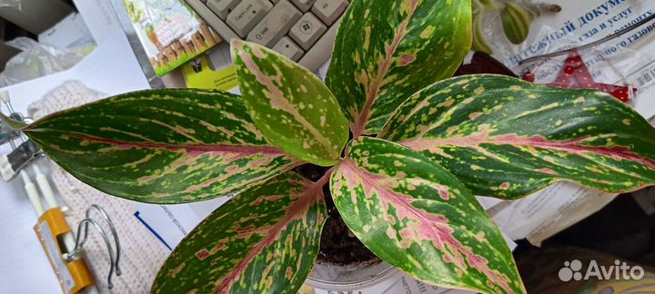 Аглаонемы сортовые