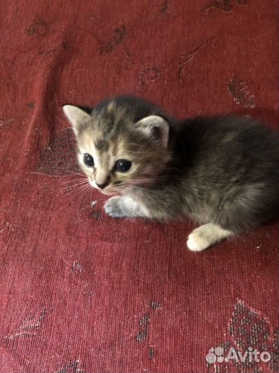 Котенок девочка в добрые руки