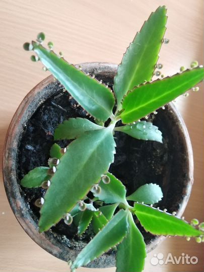 Каланхоэ лечебный