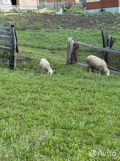 Овцы бараны