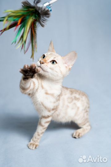 Бенгальский кот