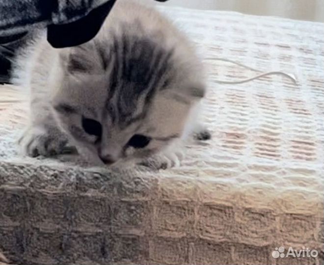 Котенок в добрые руки