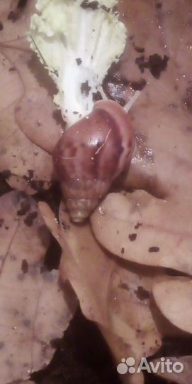 Улитки ахатины альбиносы