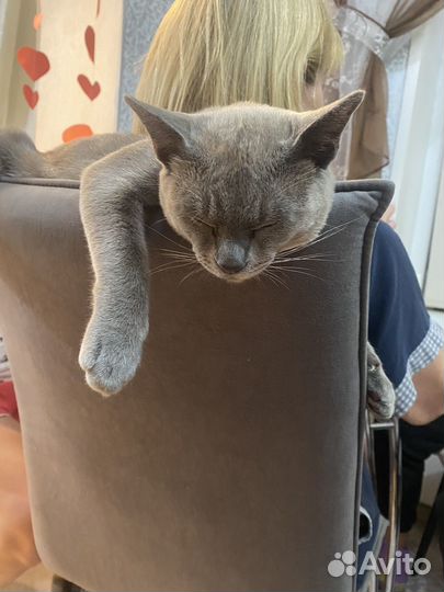 Бурманская