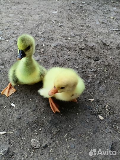 Гуси домашние