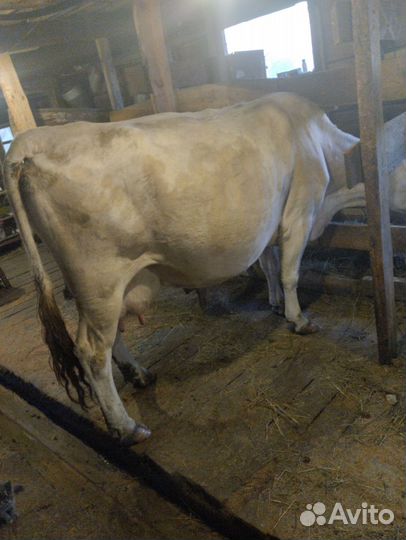 Коровы Телки